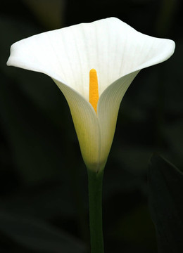 鮮花-百合花