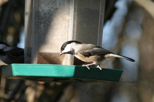 blackcapped