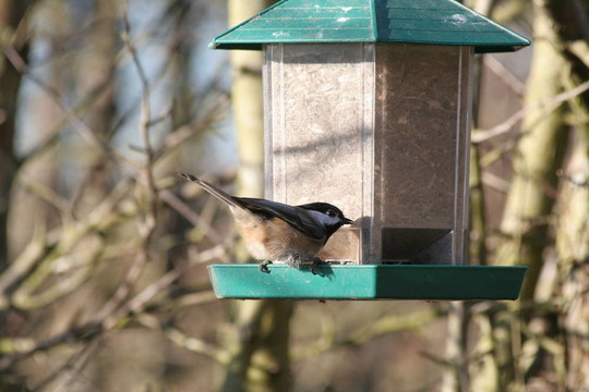 blackcapped