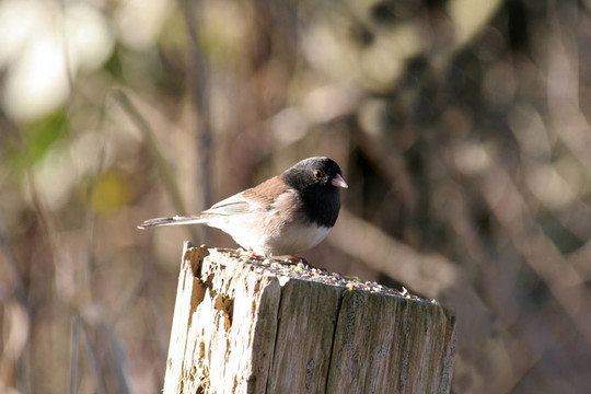 blackcapped