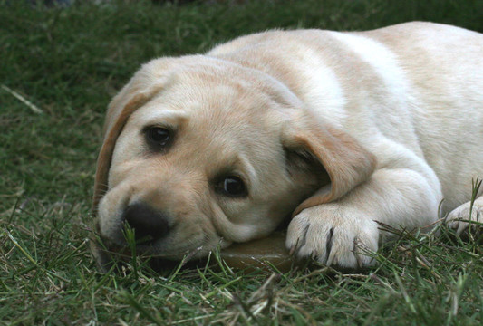 獵犬