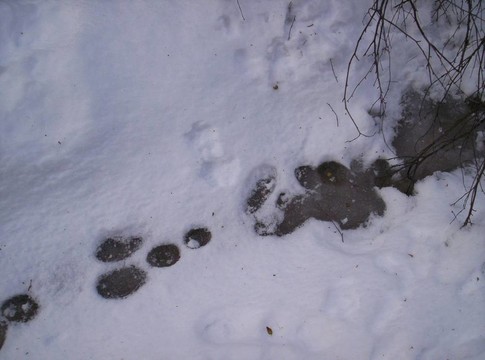 野兔的蹤跡的雪