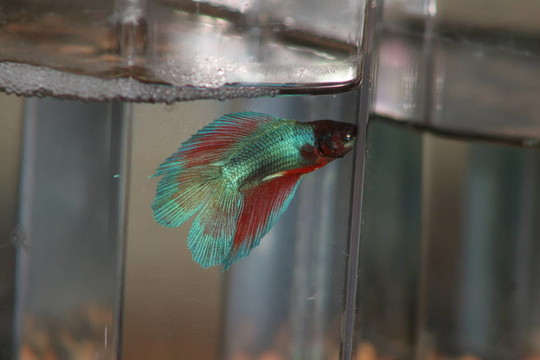 泰國斗魚