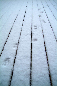 Snow的爪印