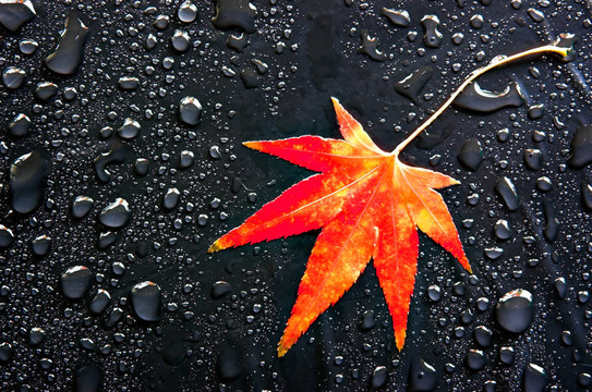 紅葉和紅
