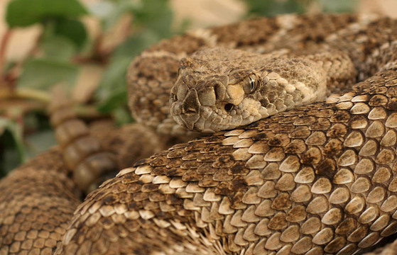 rattler5