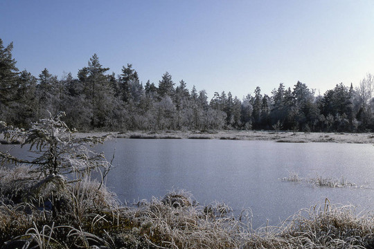 krokskogen