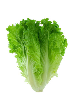 生菜