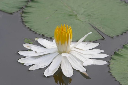 蓮花