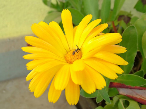 蜜蜂在花