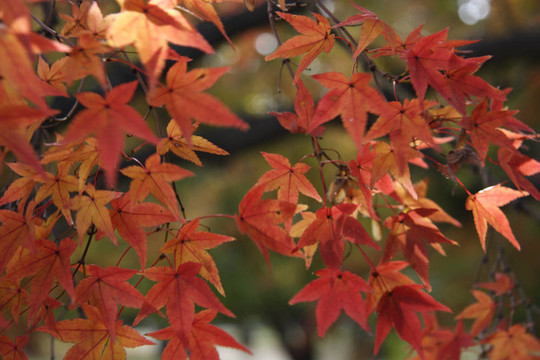 秋天的紅葉