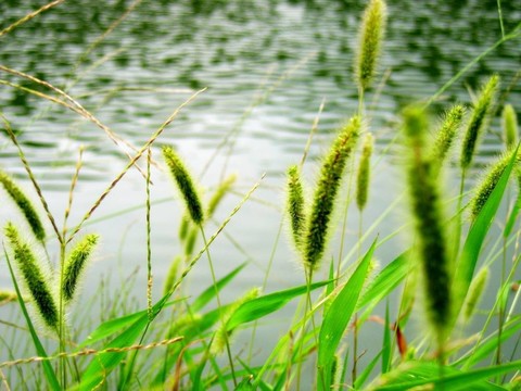 風(fēng)中的雜草