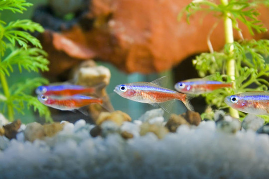 霓虹燈魚