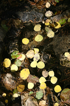 葉池