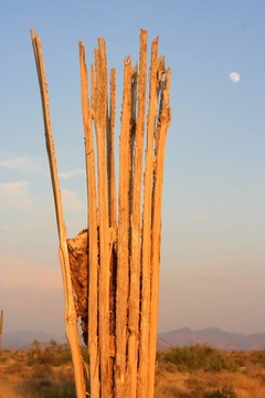 仙人掌骨架1