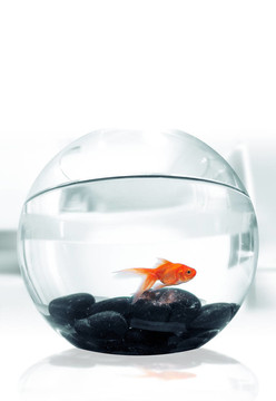 金魚