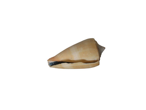 殼2