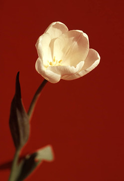 花系列