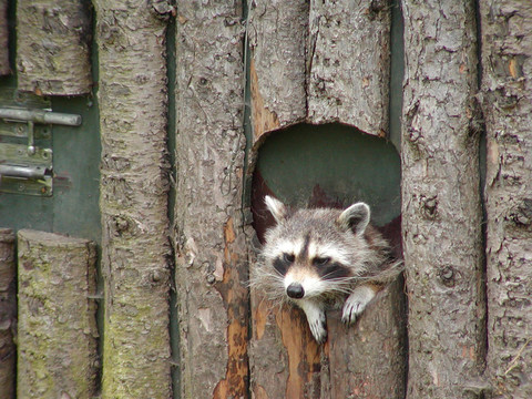 Raccoon露出