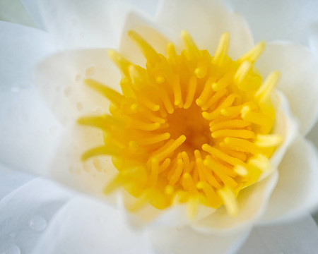 花的心