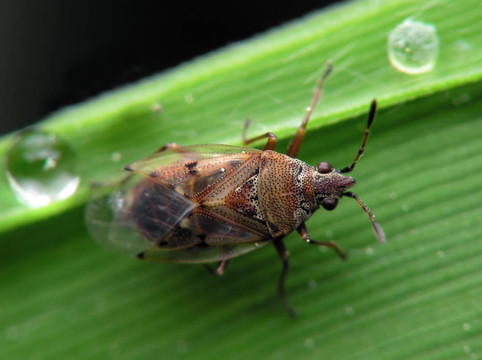 小bug
