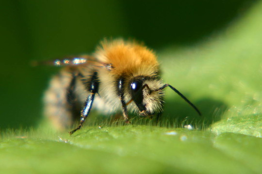 大黃蜂