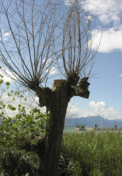 孤獨(dú)的樹