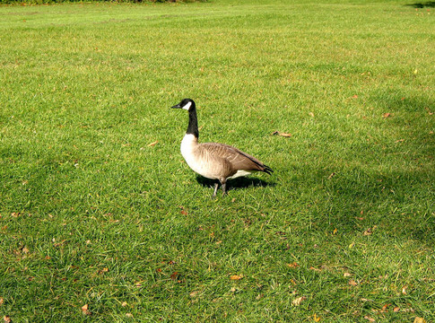 加拿大鵝