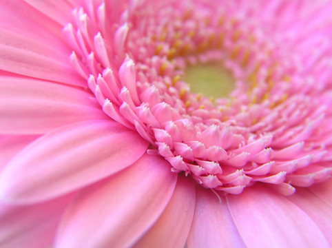 粉色非洲菊