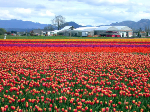 郁金香田野