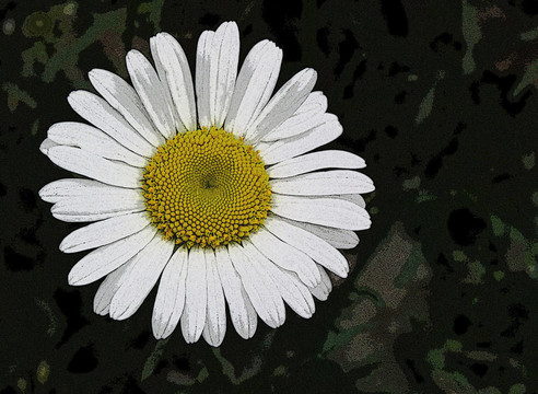 雛菊