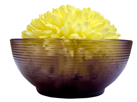 菊花5