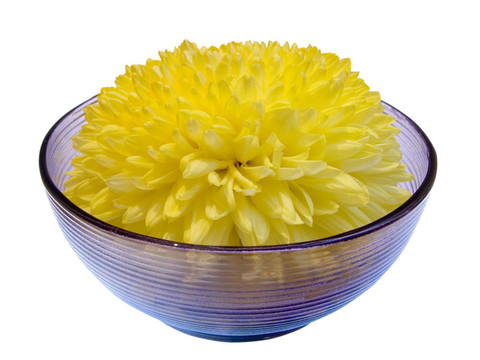 菊花6