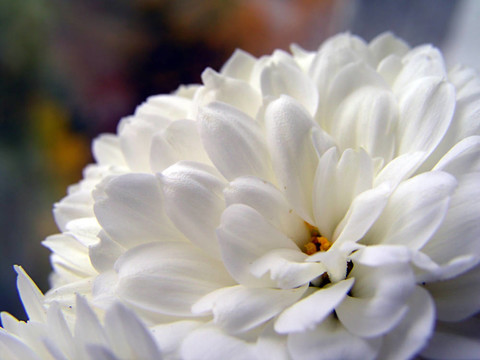 菊花7
