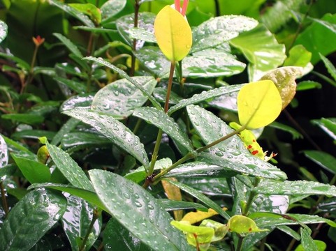 雨后的樹葉