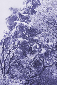 森林的雪