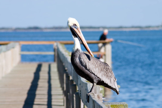 警覺的Pelican