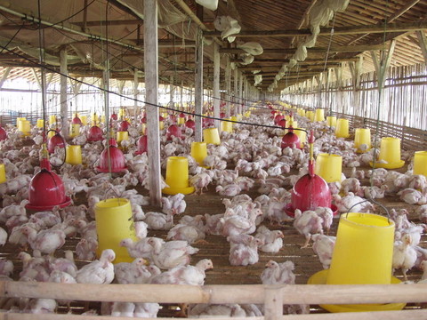 養(yǎng)雞場(chǎng)java