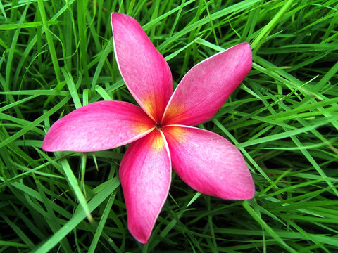 草地上的花