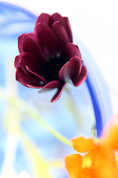 顏色和Flowers