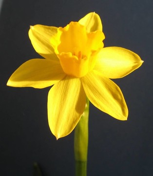 narcissus2