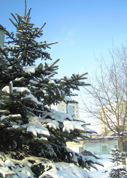 樹(shù)上的雪