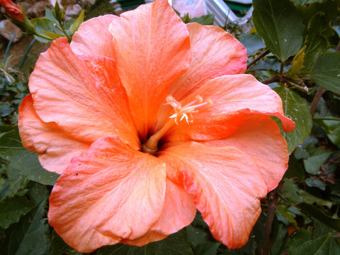 木槿花
