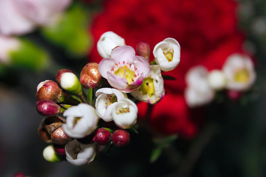 白色的小花