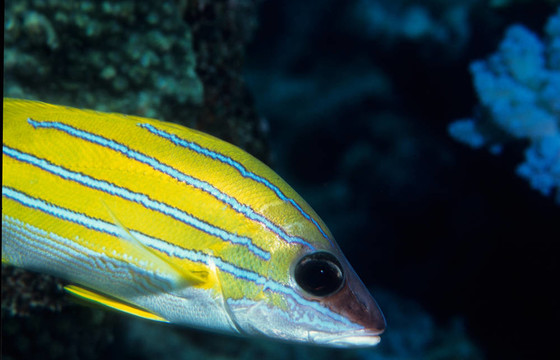藍色條紋鯛魚
