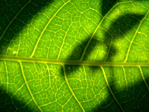 leaf_02