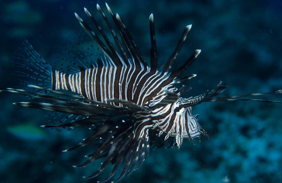 獅子魚