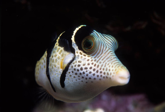 黑色讓托比河豚魚(yú)