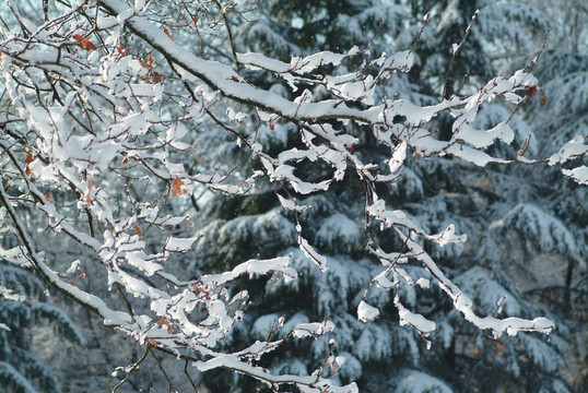 枝雪