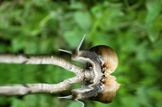 蝸牛的反思